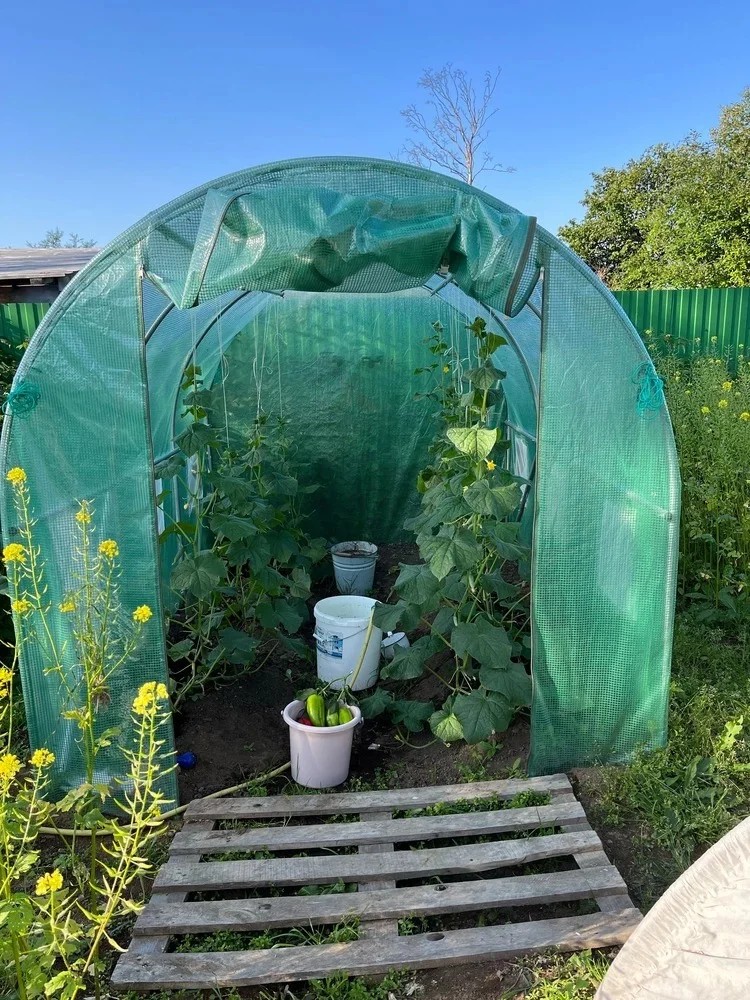 Legume proaspete din sera